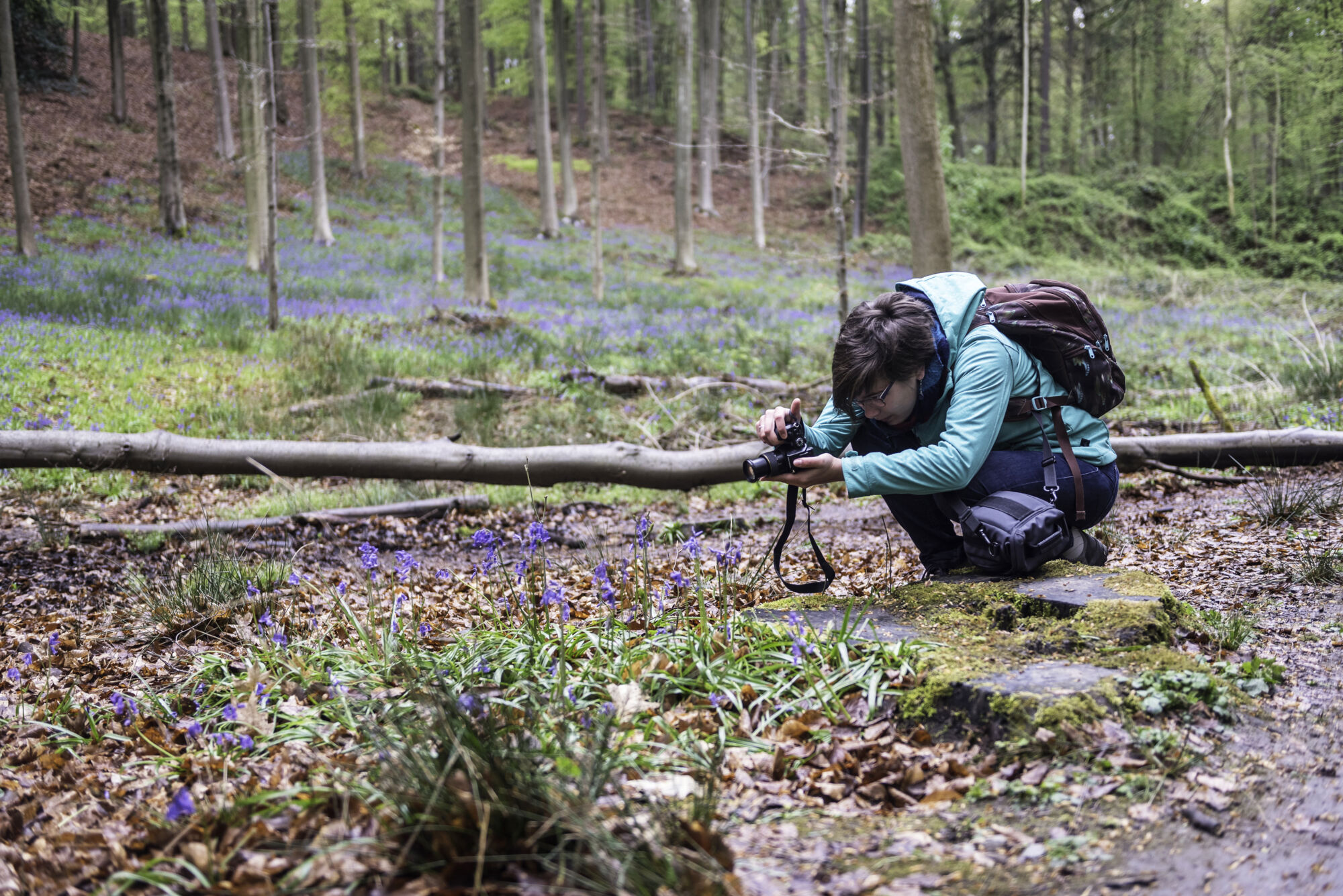 Hallerbos biologie (11).jpg