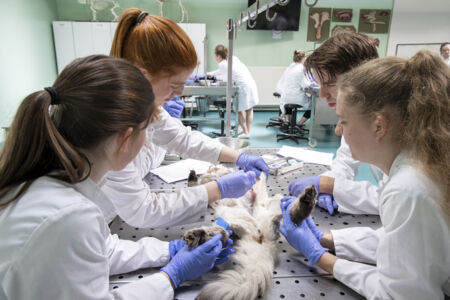 Diergeneeskunde practicum