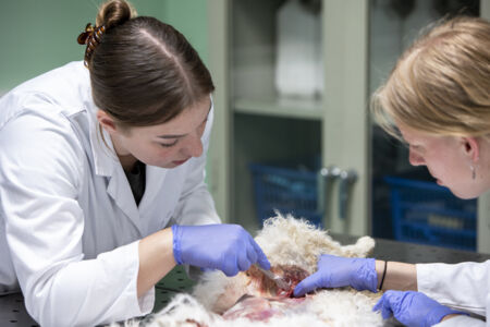 Diergeneeskunde practicum