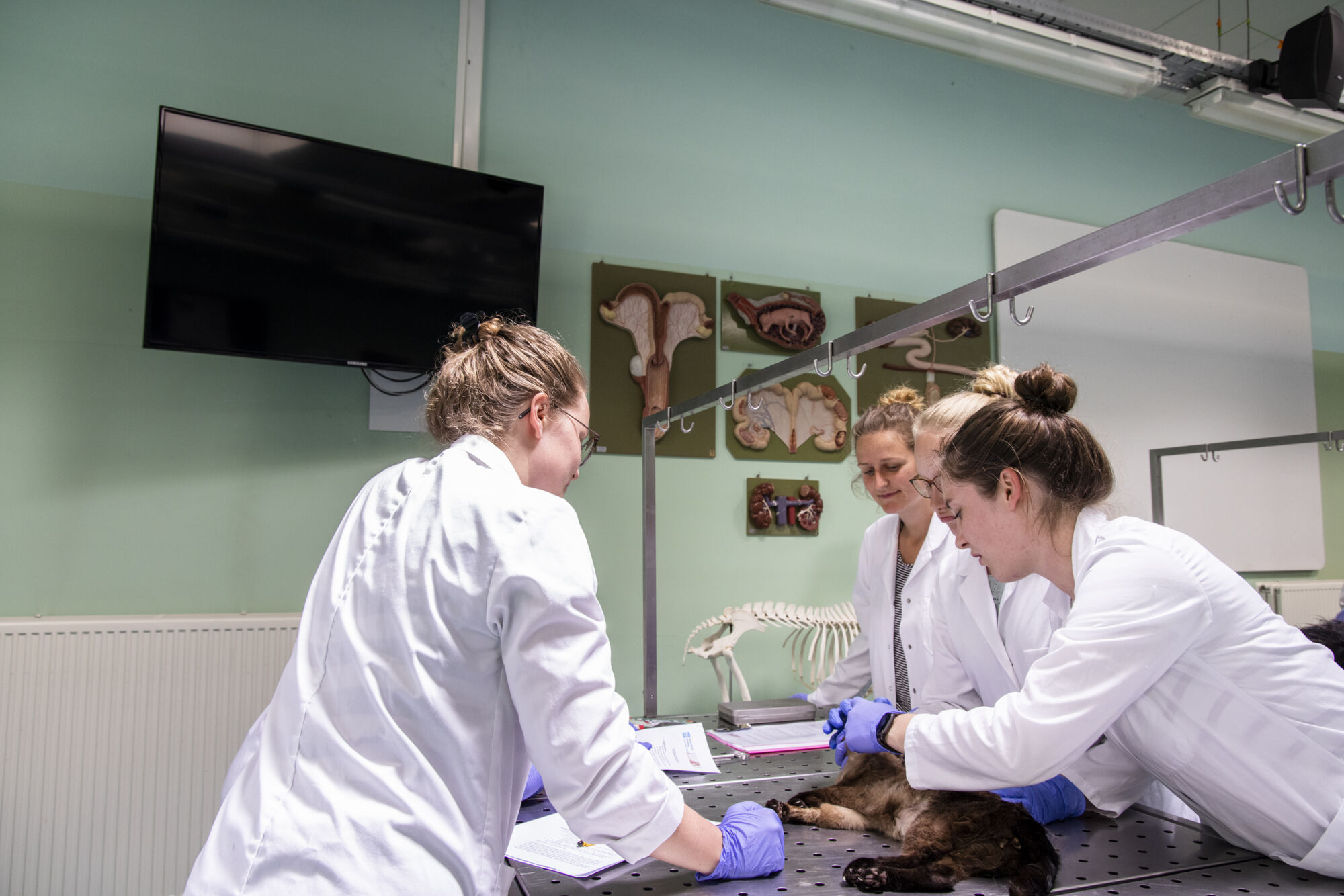 Diergeneeskunde practicum