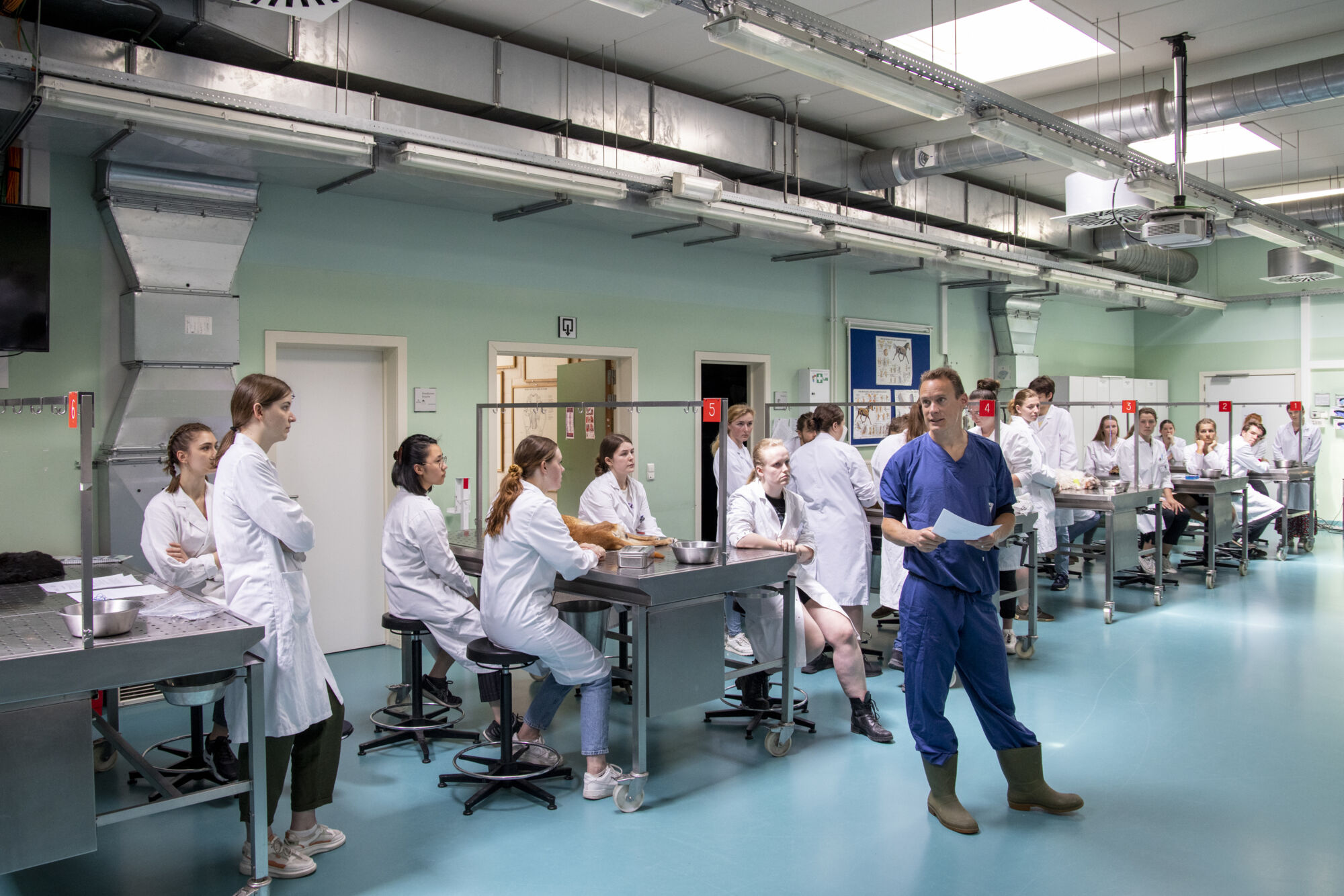 Diergeneeskunde practicum