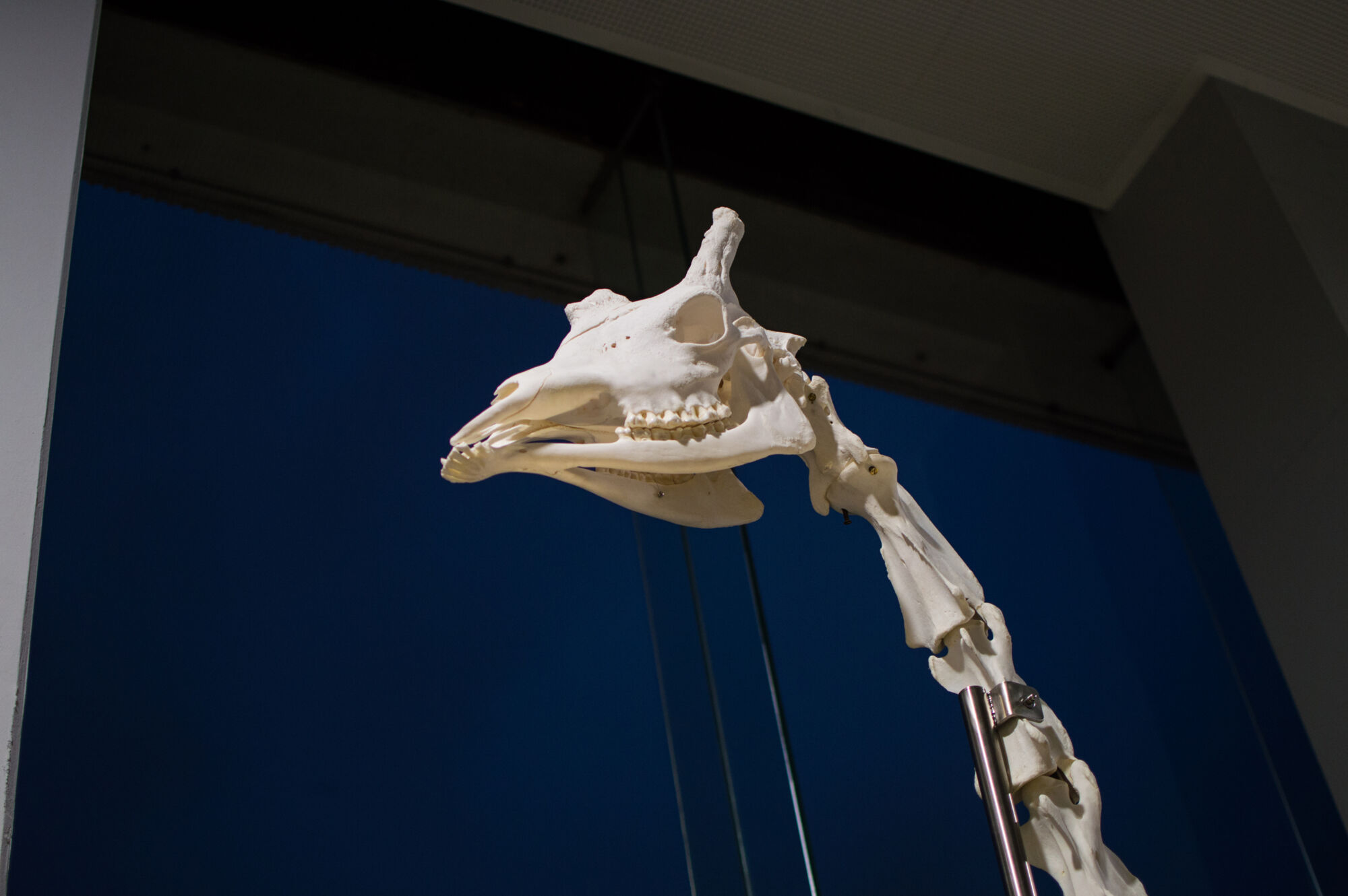 Installatie giraf Dana (41).jpg