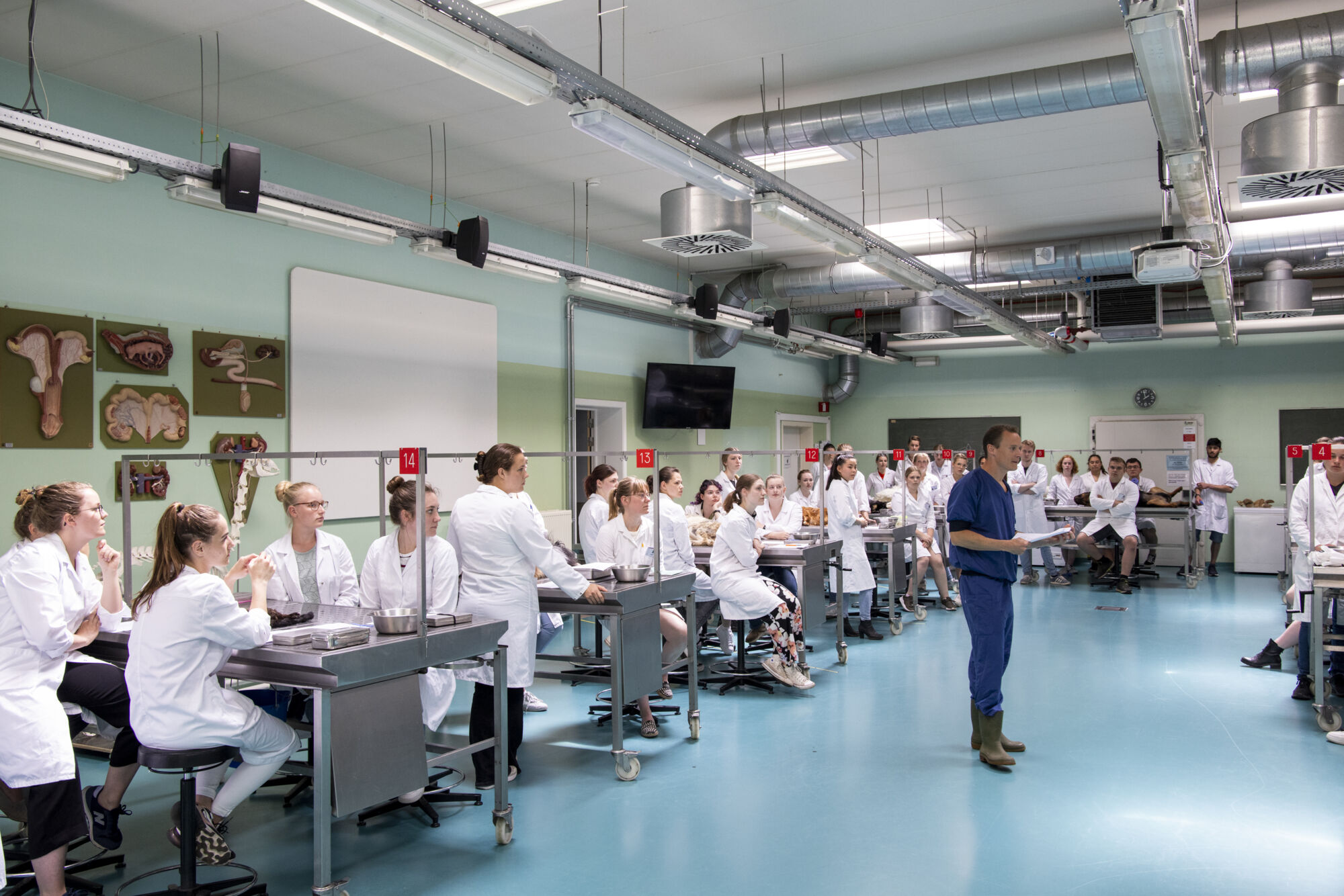 Diergeneeskunde practicum