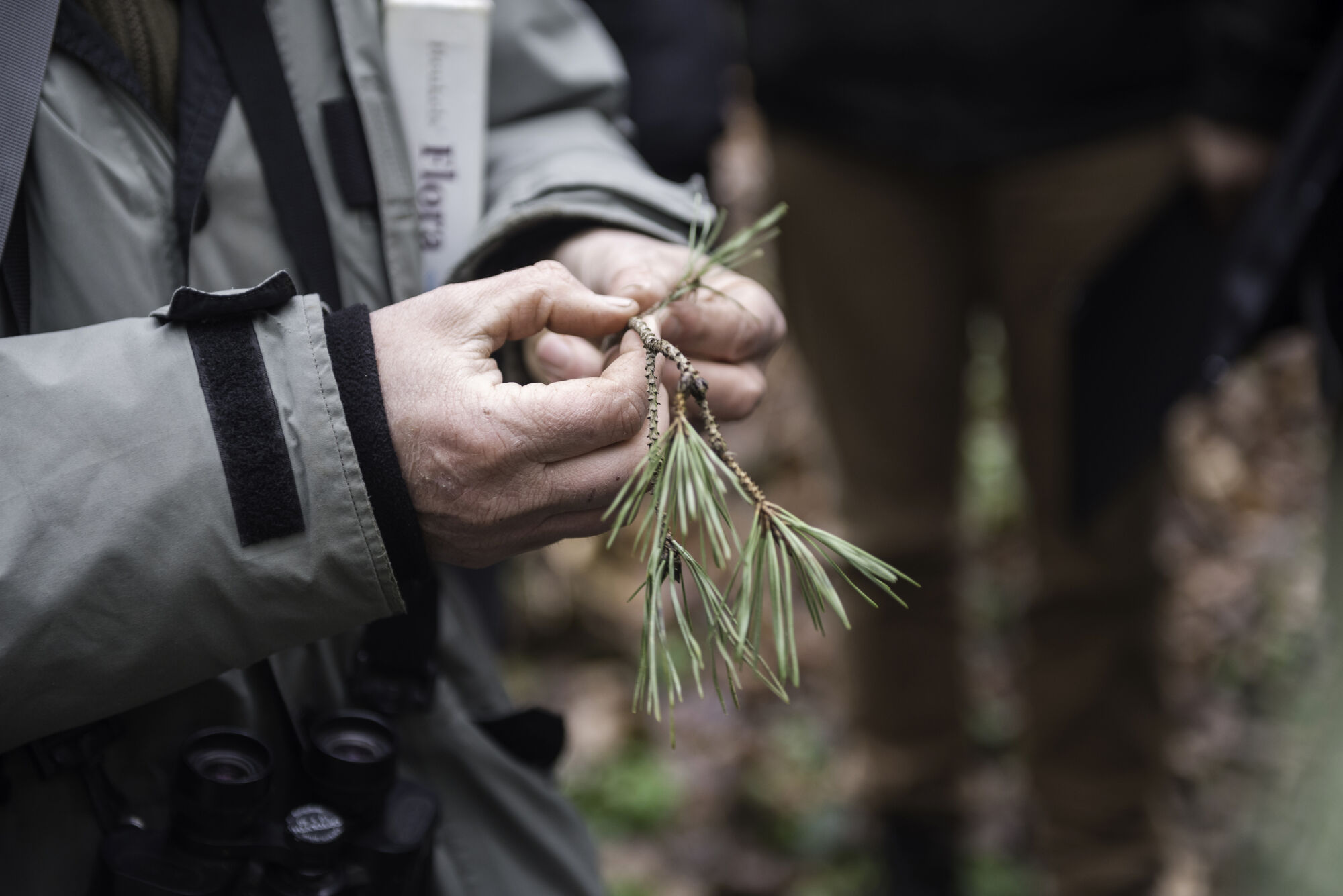 Hallerbos biologie (3).jpg