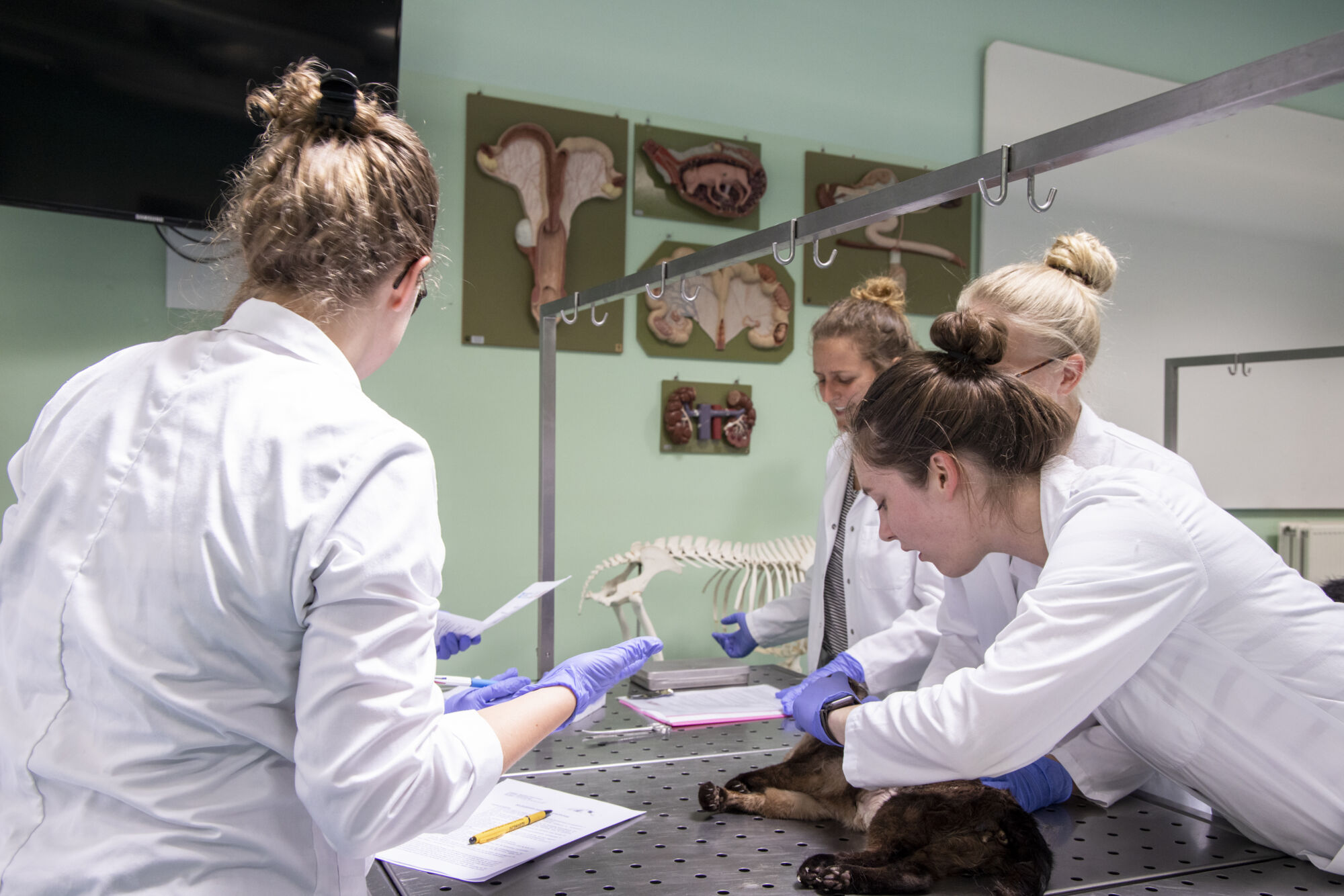 Diergeneeskunde practicum