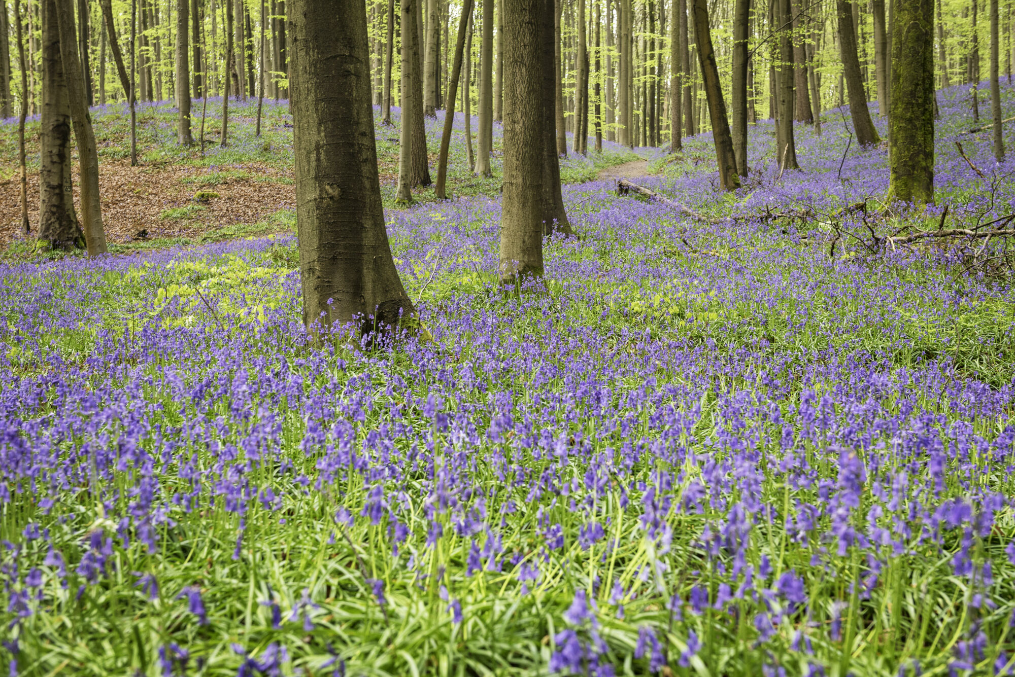 Hallerbos biologie (23).jpg