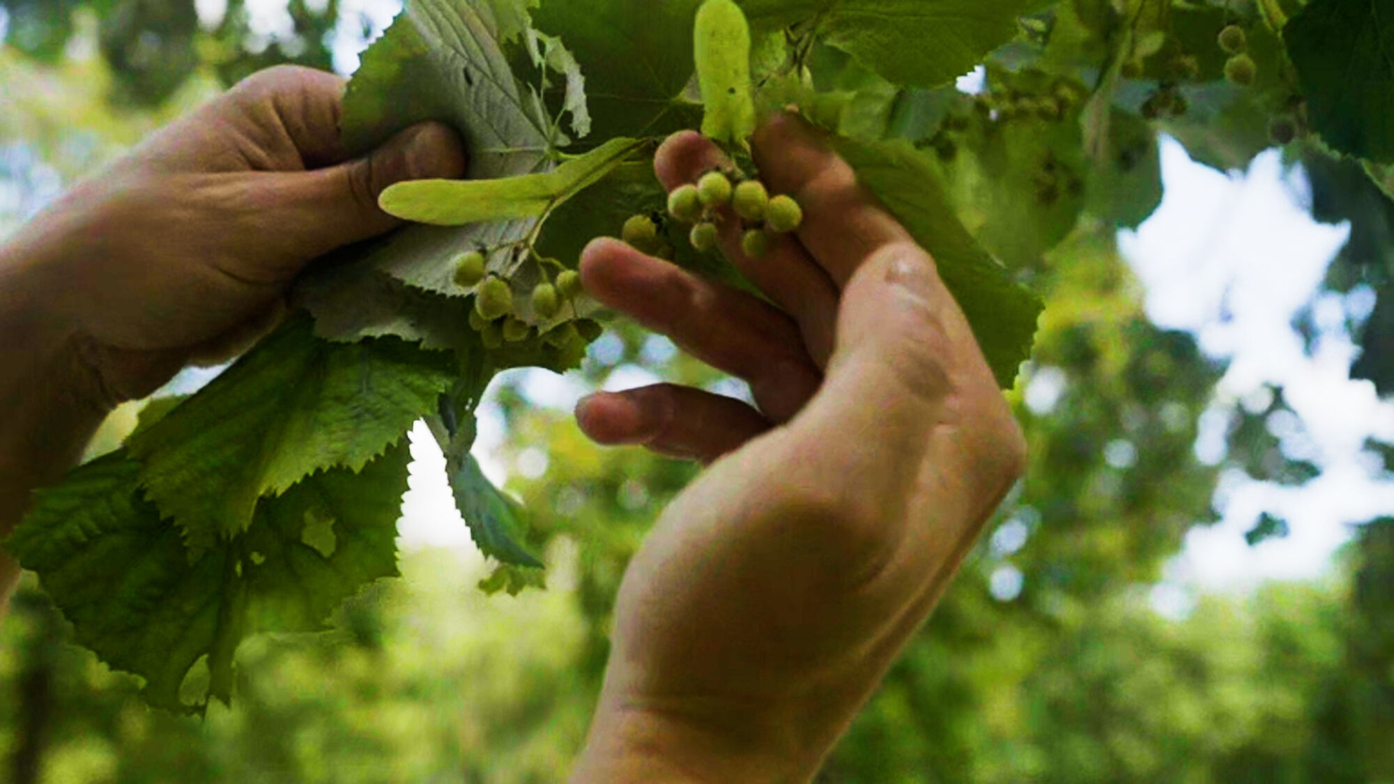 Biodiversiteit UAntwerpen 2021 (28).jpg