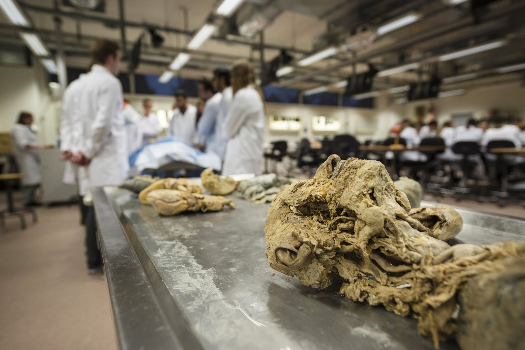 Anatomiepracticum geneeskunde (11).jpg