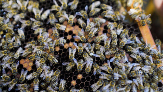 Biodiversiteit UAntwerpen 2021 (30).jpg