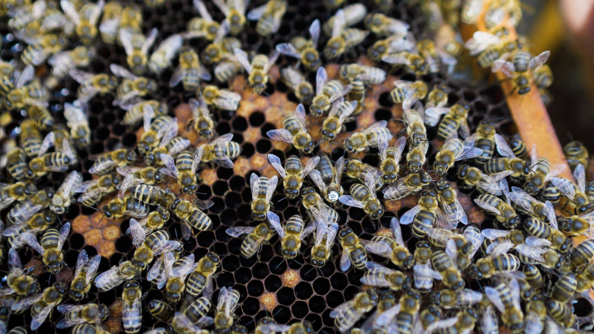 Biodiversiteit UAntwerpen 2021 (30).jpg