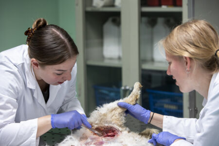 Diergeneeskunde practicum