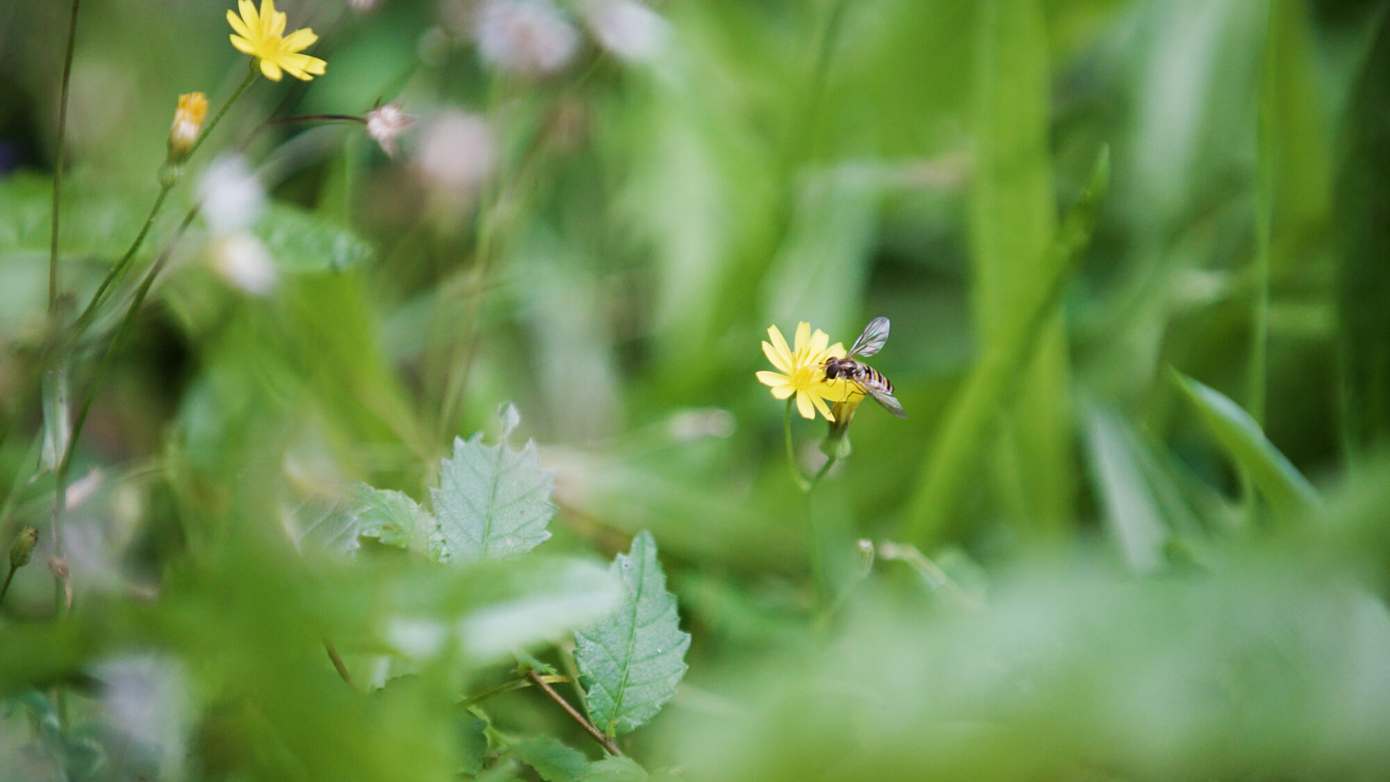 Biodiversiteit UAntwerpen 2021 (40).jpg