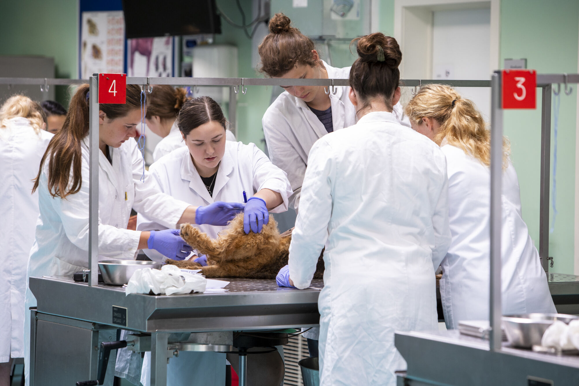 Diergeneeskunde practicum