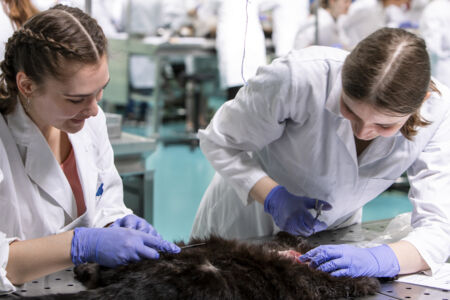 Diergeneeskunde practicum