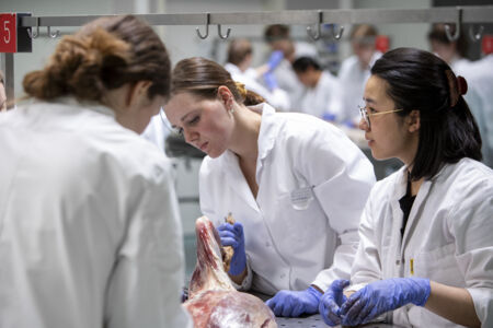 Diergeneeskunde practicum