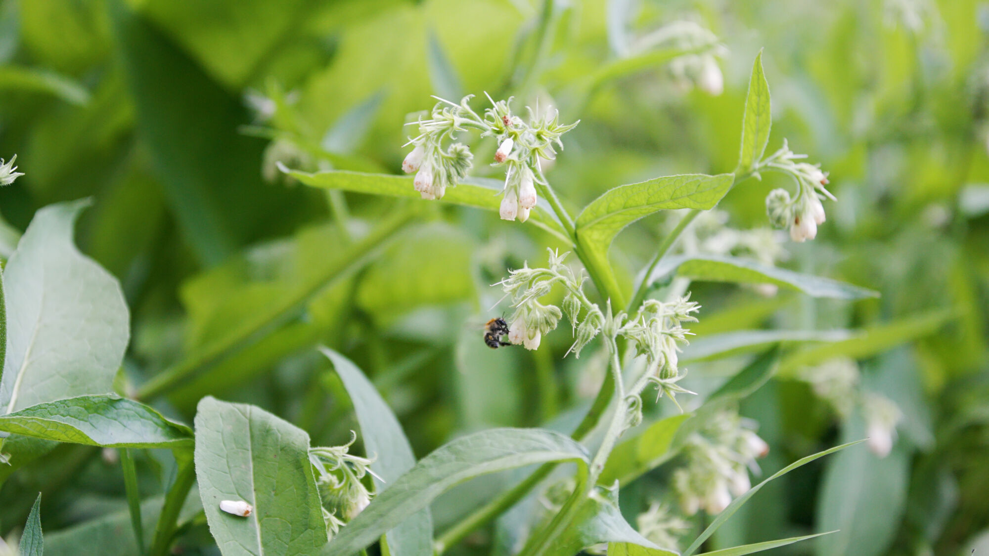 Biodiversiteit UAntwerpen 2021 (38).jpg