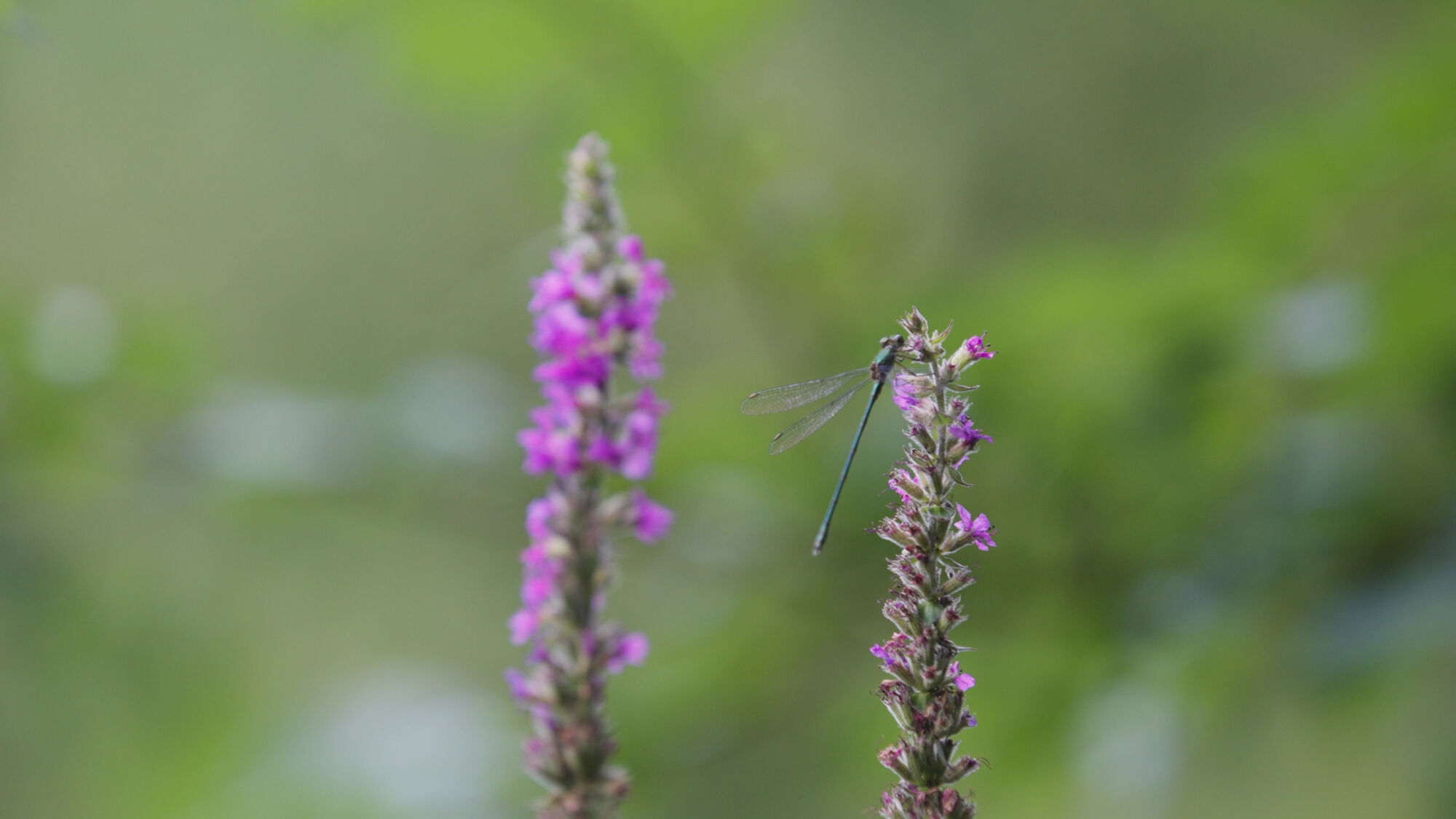 Biodiversiteit UAntwerpen 2021 (27).jpg