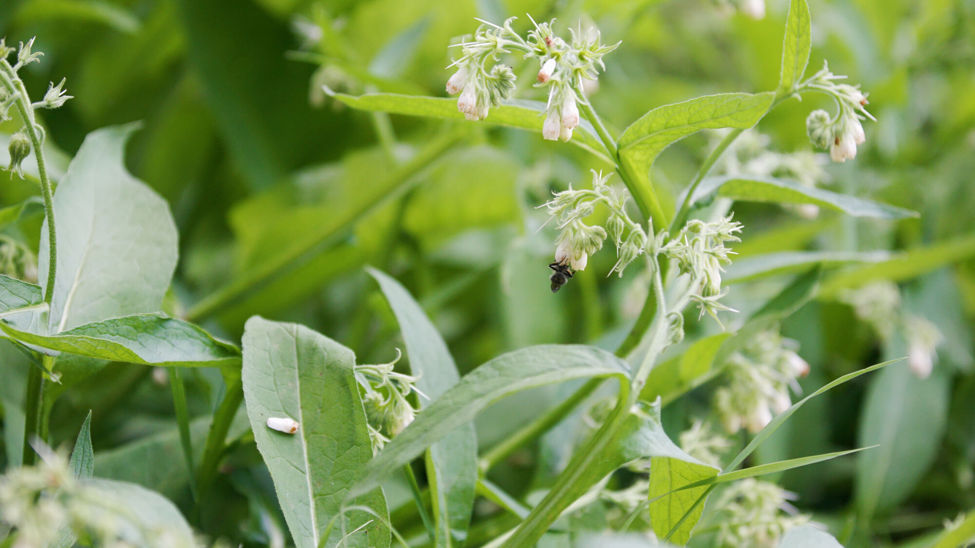 Biodiversiteit UAntwerpen 2021 (36).jpg
