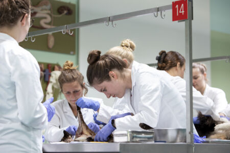 Diergeneeskunde practicum