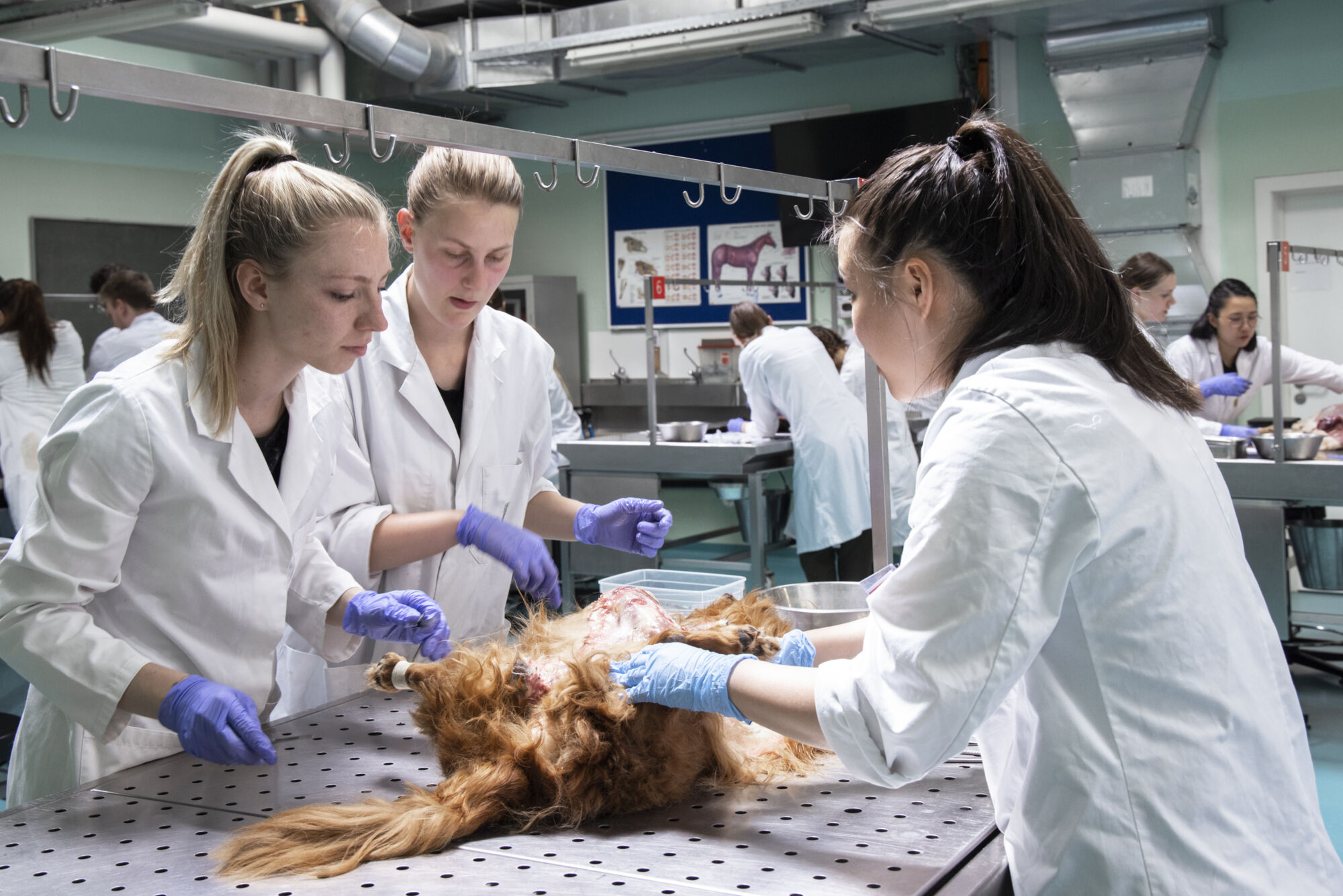 Diergeneeskunde practicum