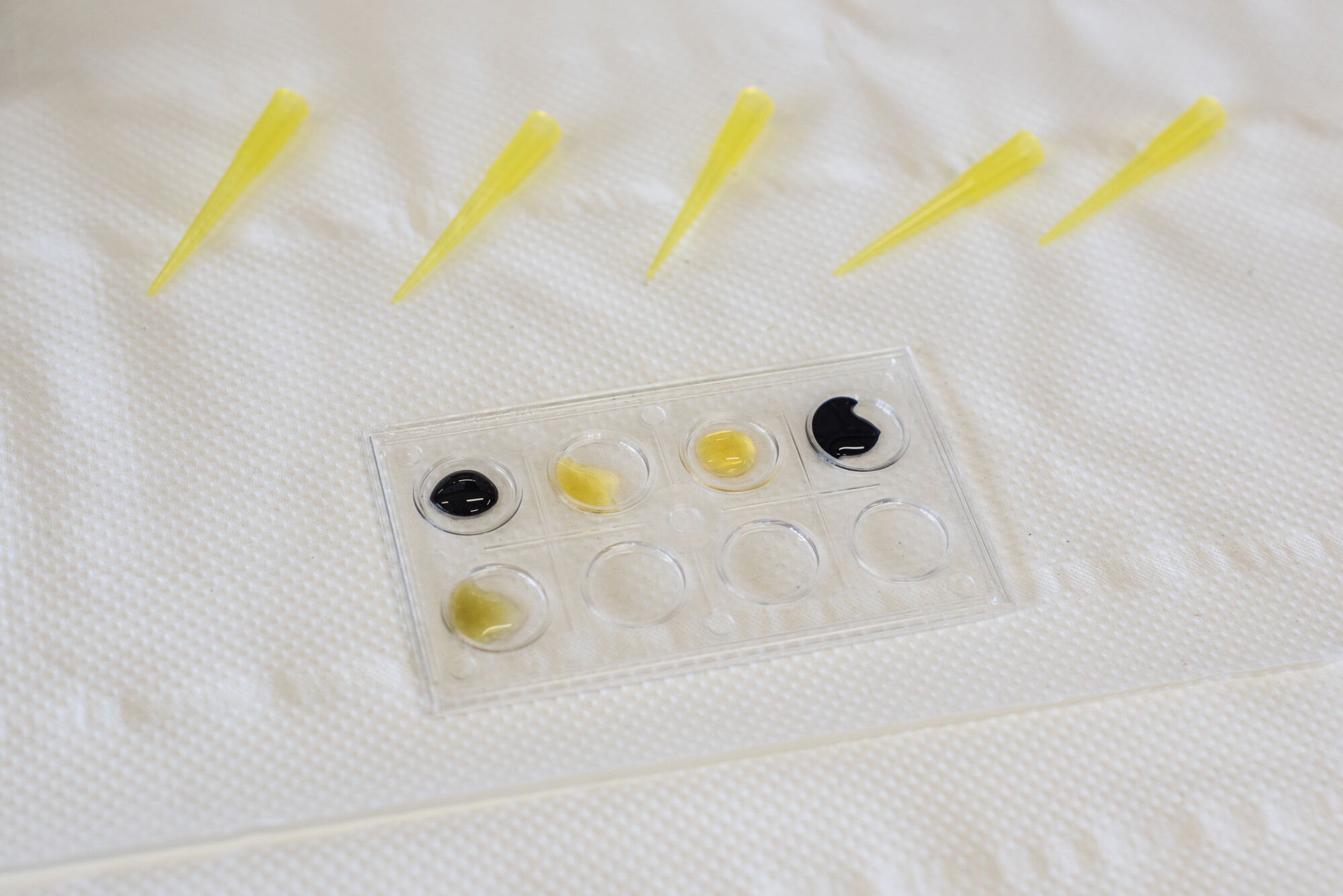 Metabolisme practicum diergeneeskunde (23).jpg