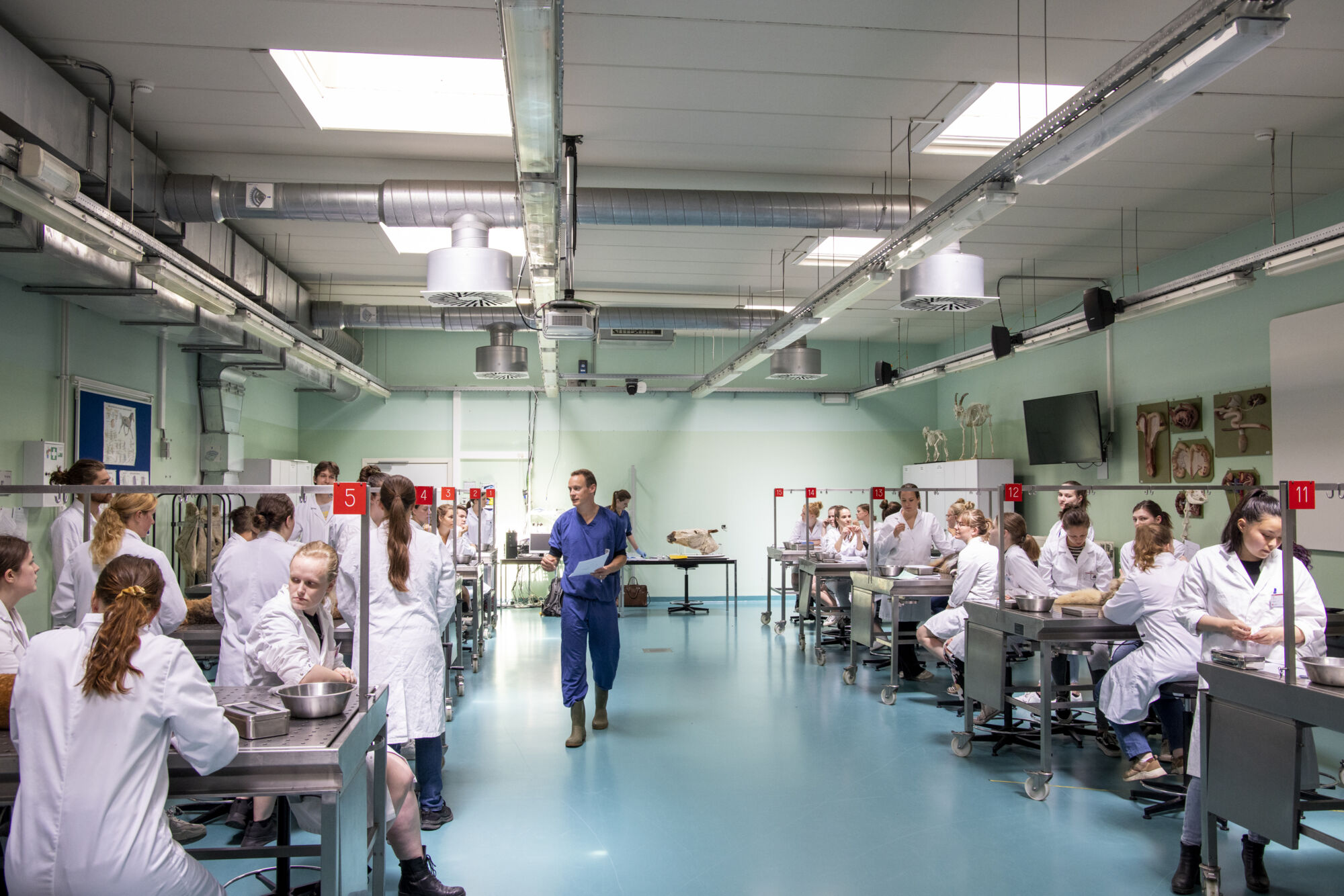 Diergeneeskunde practicum