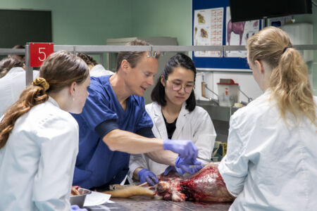 Diergeneeskunde practicum