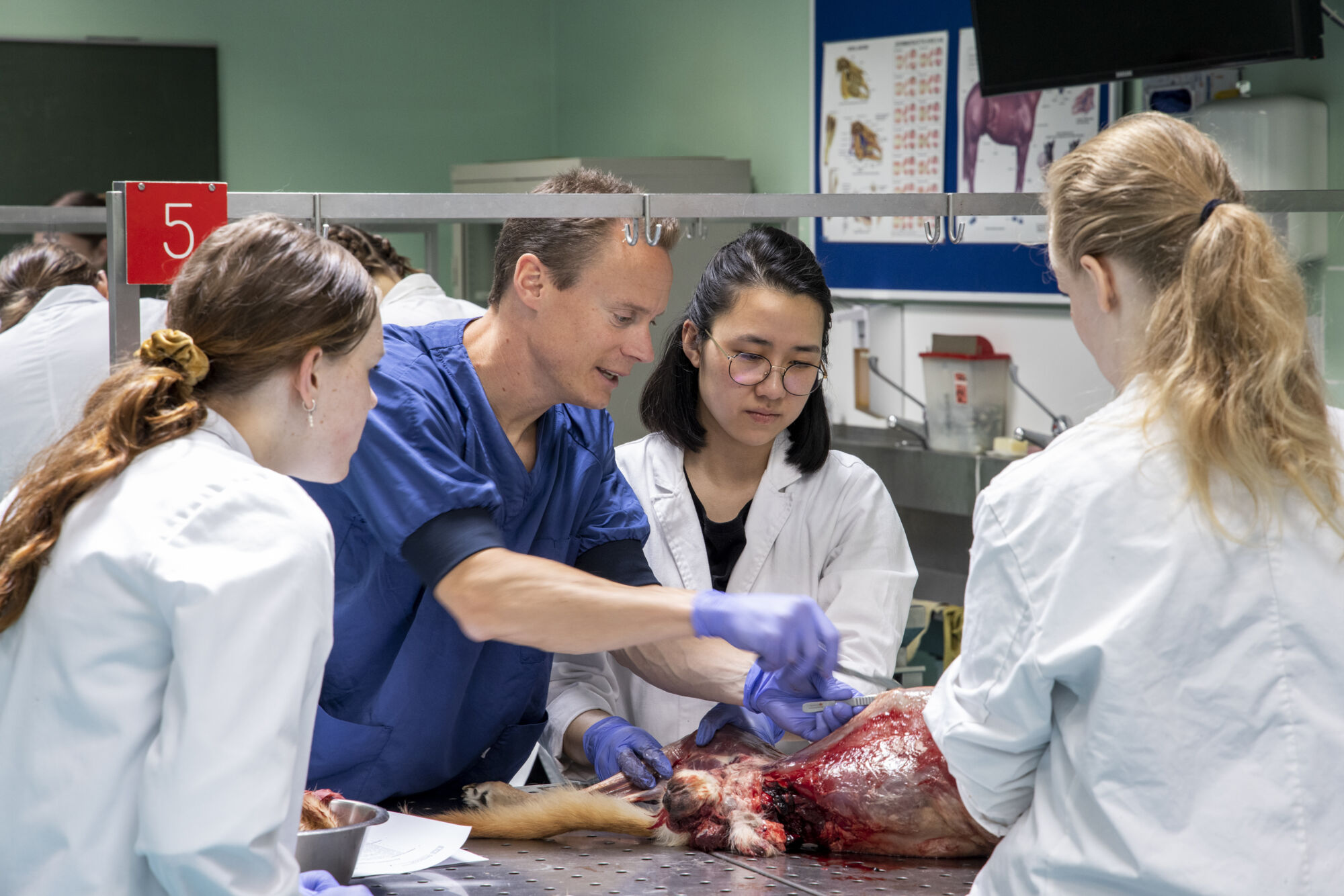Diergeneeskunde practicum