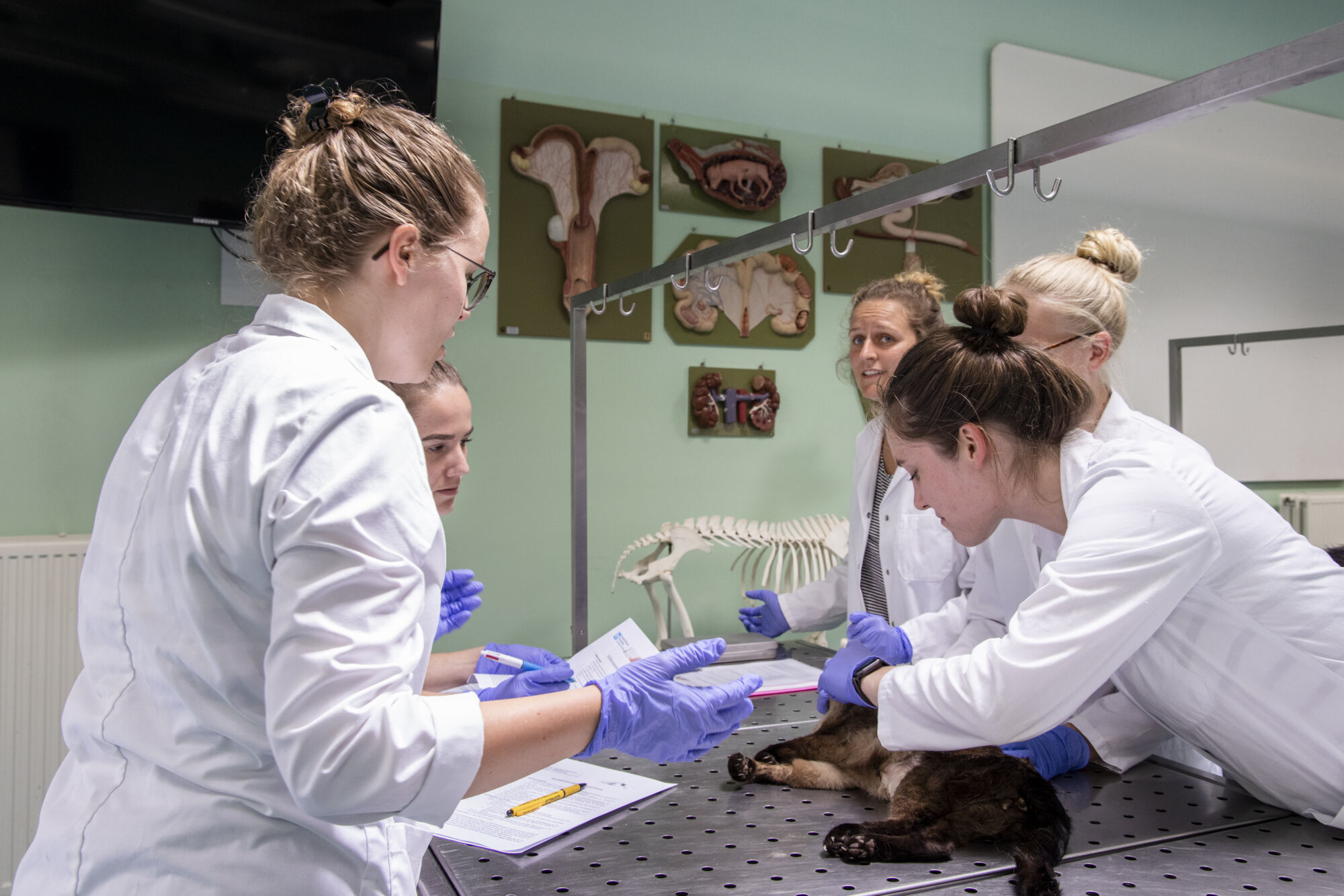 Diergeneeskunde practicum