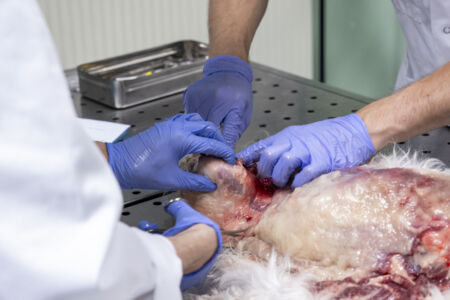 Diergeneeskunde practicum