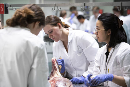 Diergeneeskunde practicum