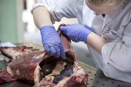 Diergeneeskunde practicum