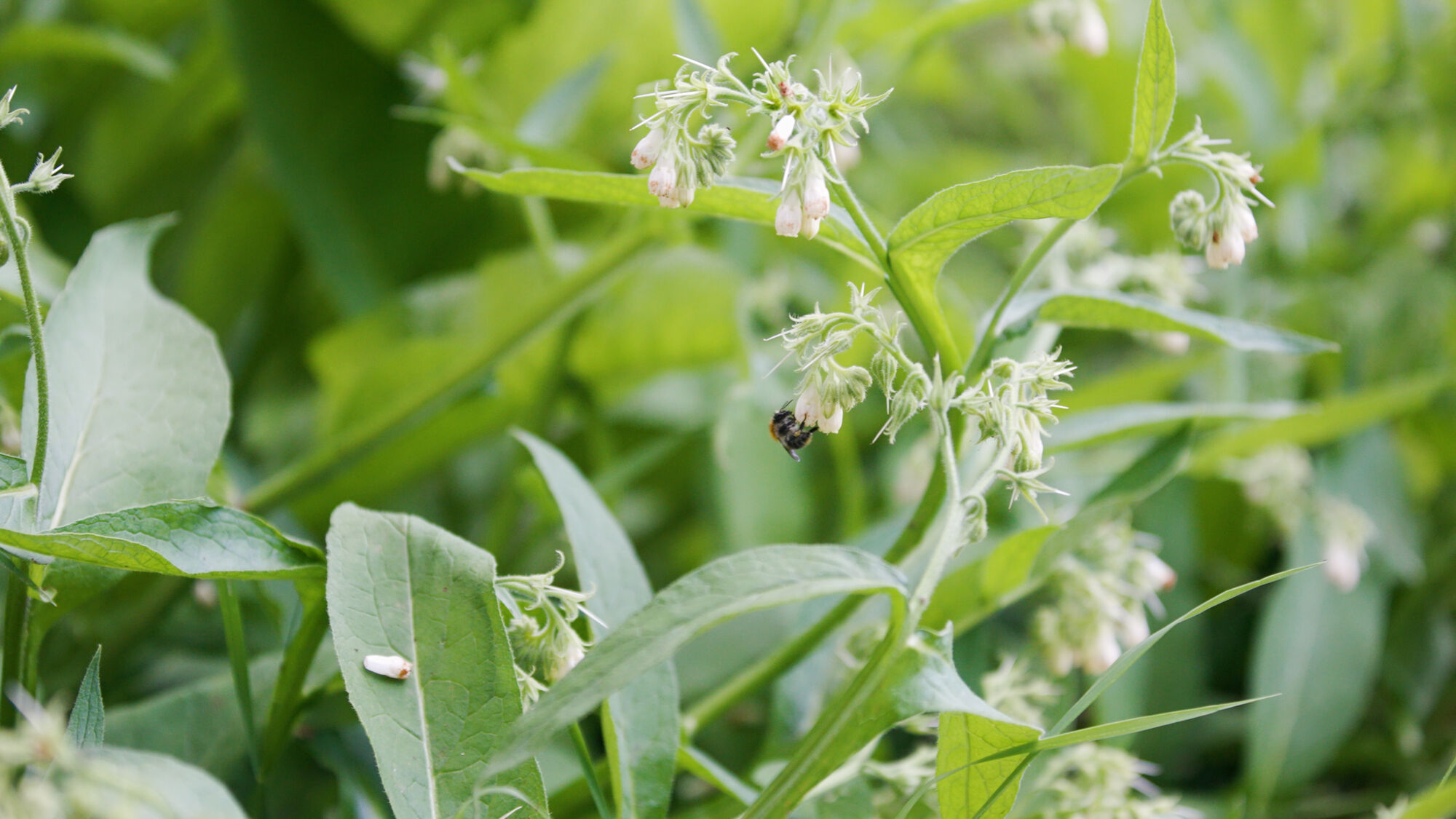Biodiversiteit UAntwerpen 2021 (37).jpg