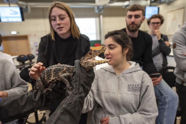 Afbeelding  Biologie - amfibieën en reptielen (68).jpg bekijken - UAntwerpen